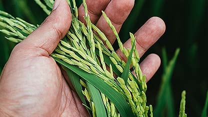 Card AgriWorld Arroz