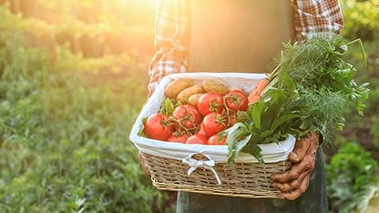 Tomates na cesta