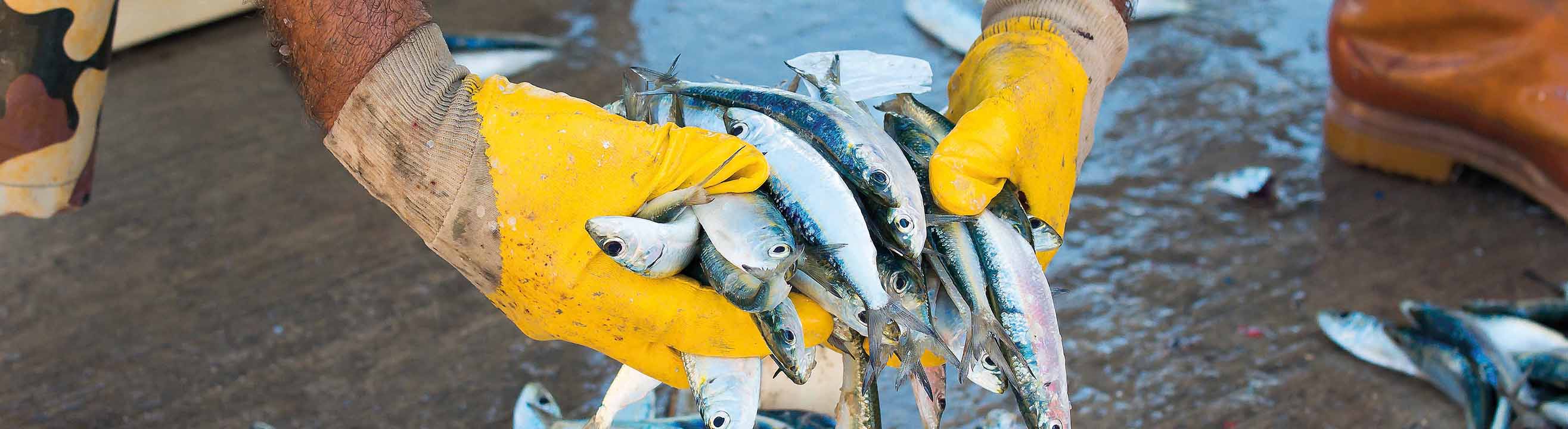 AgriWorld Inspeção de Peixes