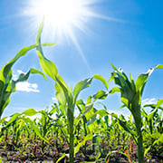Banner Agricultura Precisao